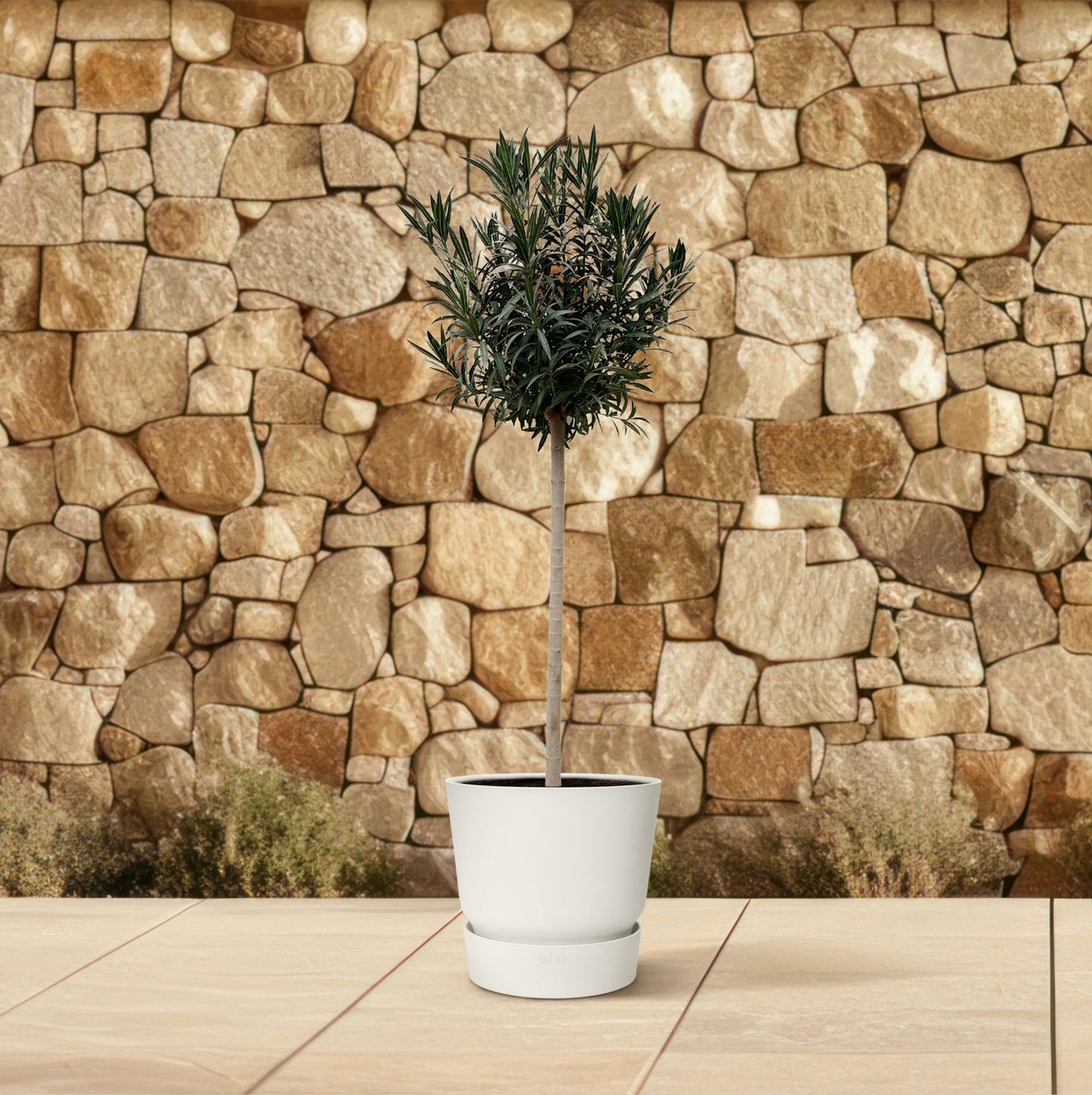 Nerium Oleander Stamm mit roten Blüten – 170 cm, Ø 40 cm