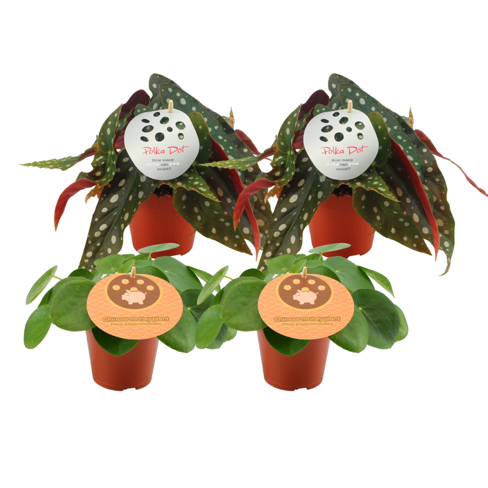 Ufopflanze & Punkt-Begonie Set – 2 pflegeleichte Zimmerpflanzen Ø12cm