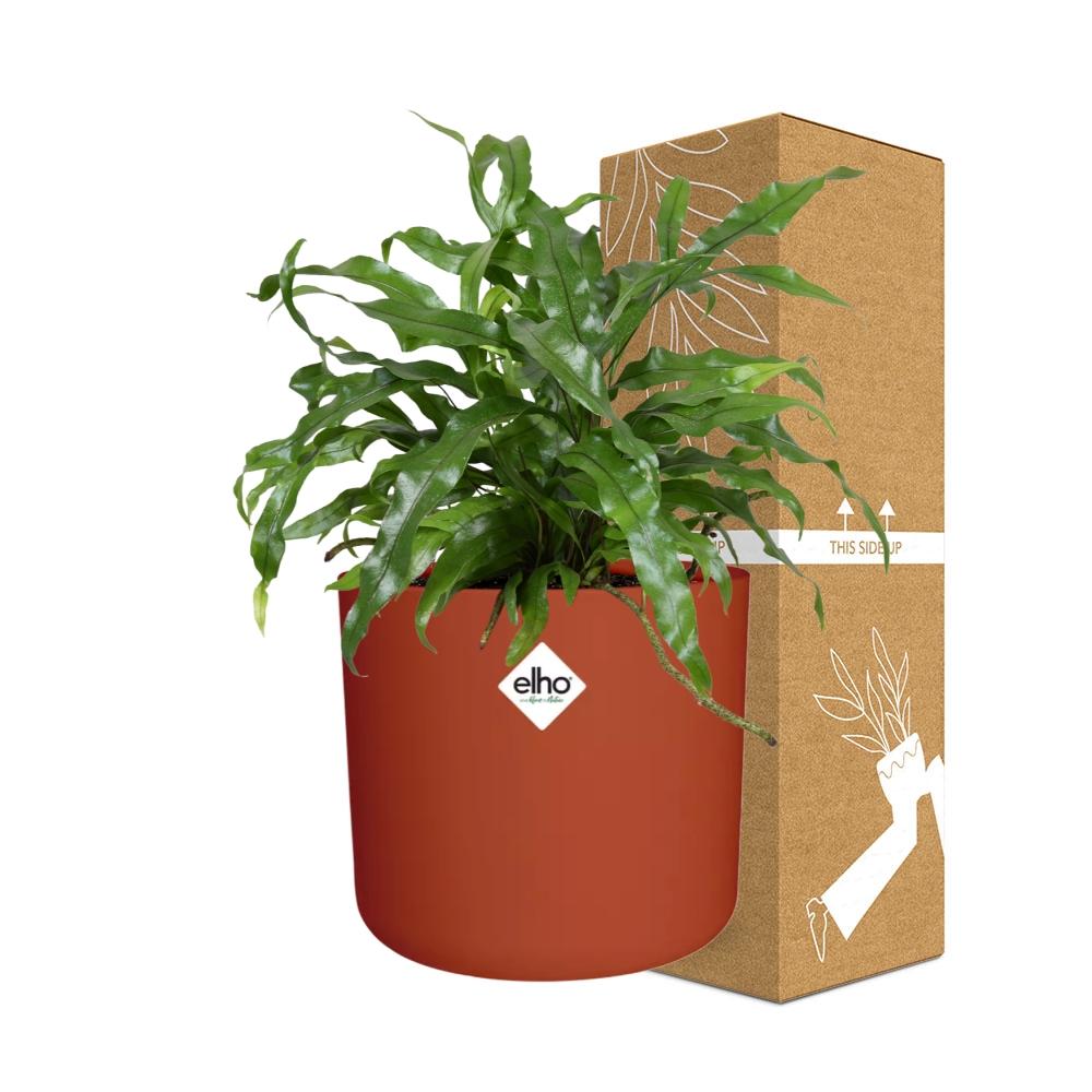 Microsorum Diversifolium – Kängurufarn im ELHO b.for soft Rond 14cm