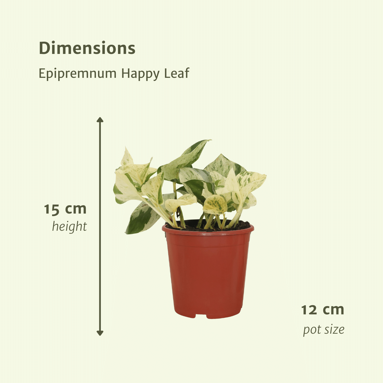 4x Epipremnum Happy Leaf – pflegeleichte Kletterpflanze 15cm