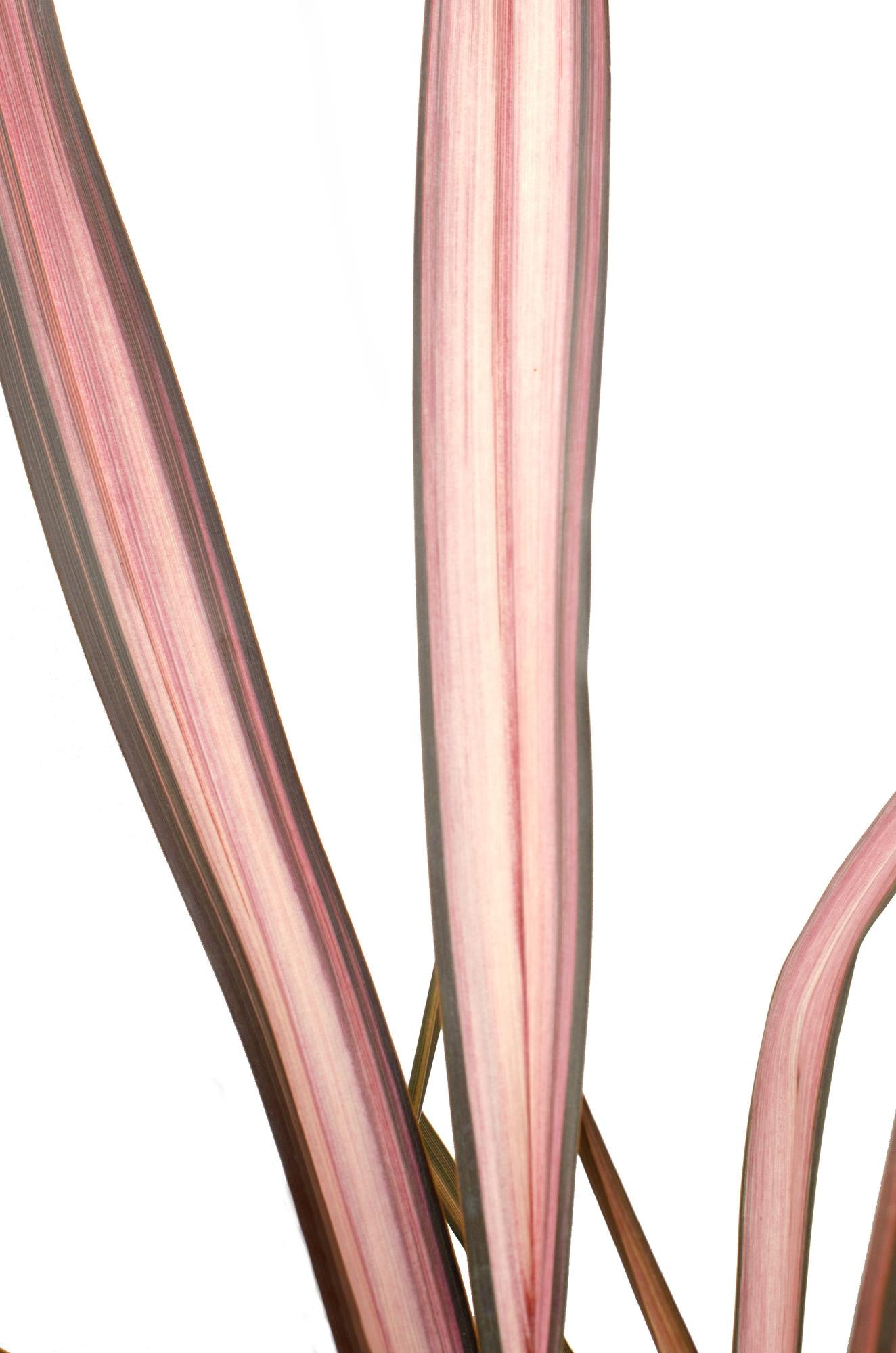 Phormium 'Pink Flamingo' – Bunter, immergrüner Strauch Ø14cm