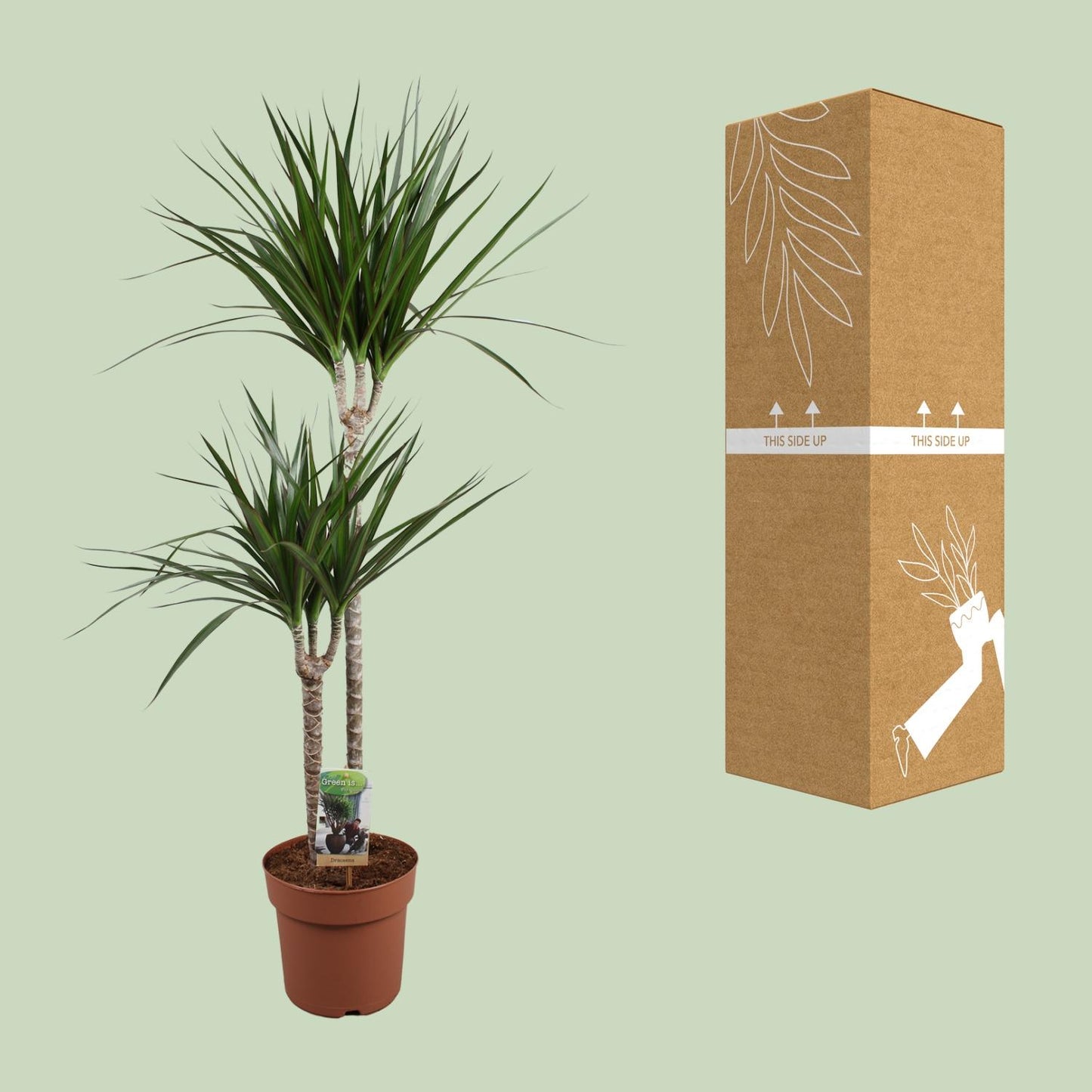 Dracaena Marginata – Pflegeleichte Zimmerpflanze Ø19cm, 110cm hoch