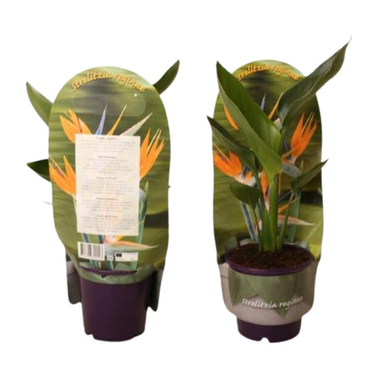Strelitzia Reginae – Paradiesvogelblume Ø12cm, Höhe 40cm