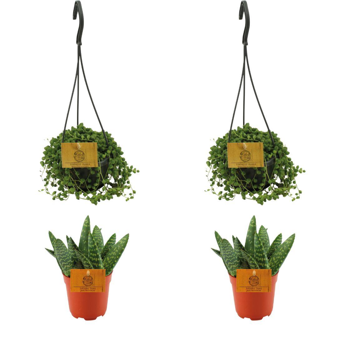 4er-Set Aloe Paradisicum & Senecio Rowleyanus Ø10,5 cm