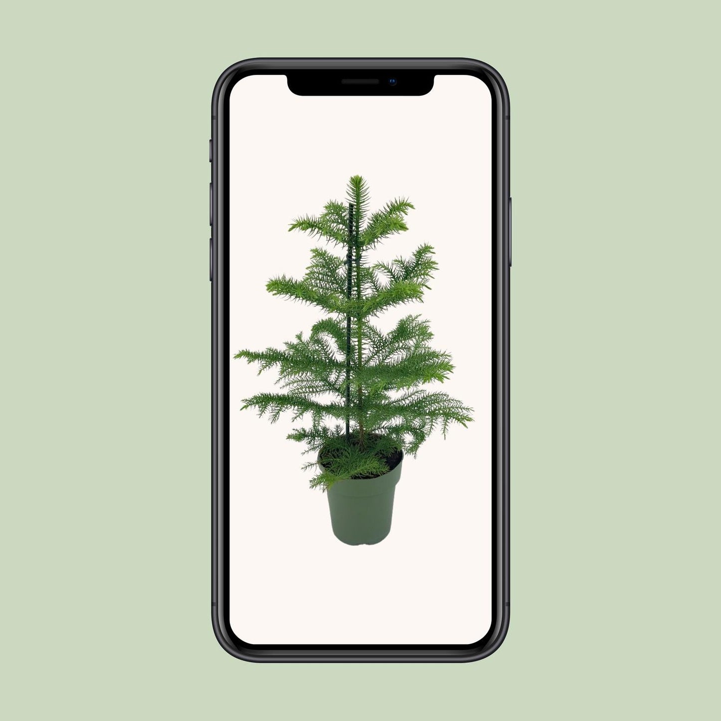 Araucaria heterophylla Ø14cm – Pflegeleichter Schlangenbaum