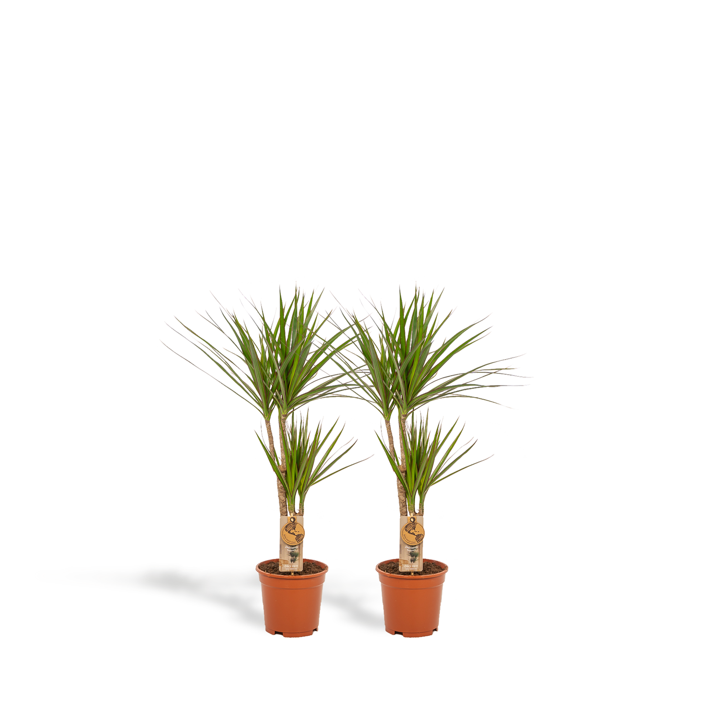 2x Dracaena Zimmerpflanzen – 90 cm, Ø 17 cm, pflegeleicht