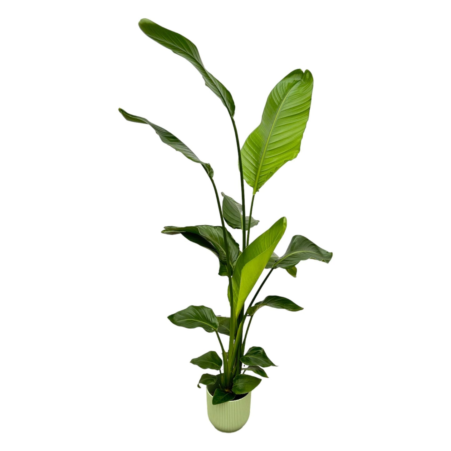 Strelitzia Nicolai mit elho Vibes Fold Round Topf - 130 cm