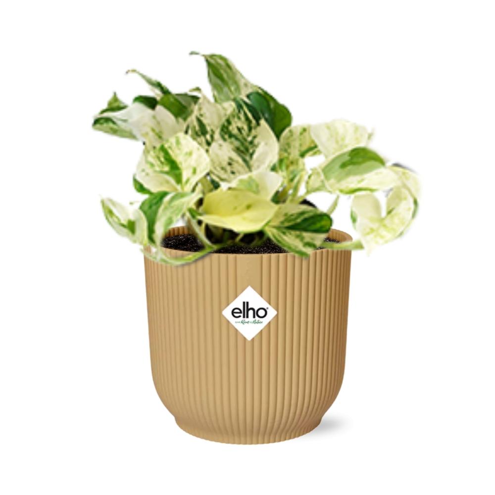 Epipremnum Pinnatum Happy Leaf – pflegeleichte Zimmerpflanze 14cm