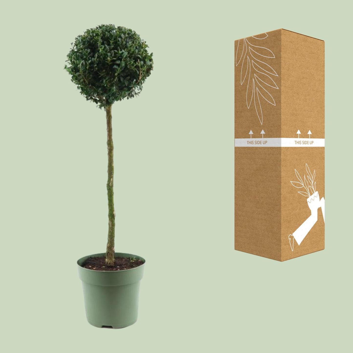 Buchsbaum Kugel Ø23cm – 85cm hoch, immergrün & pflegeleicht