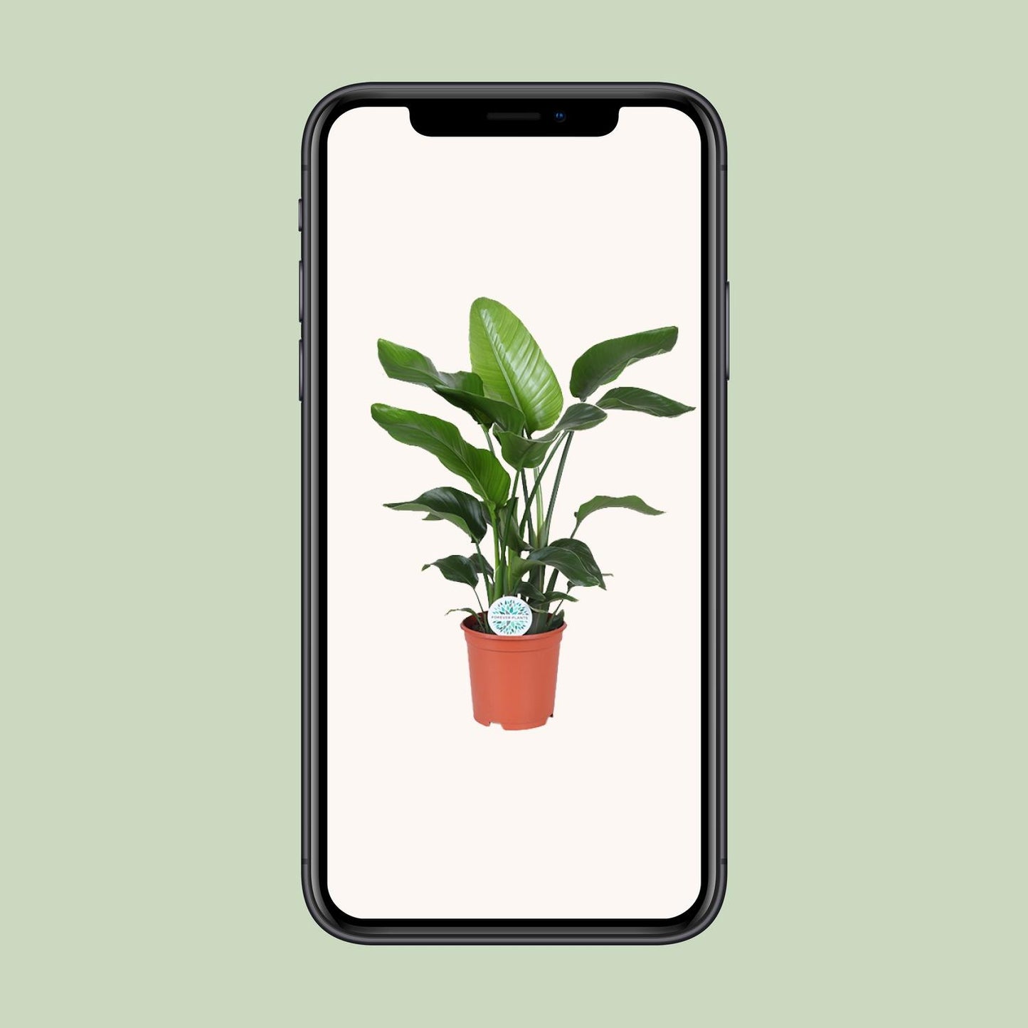 Strelitzia Nicolai – Paradiesvogelblume Ø21cm, ca. 80cm hoch