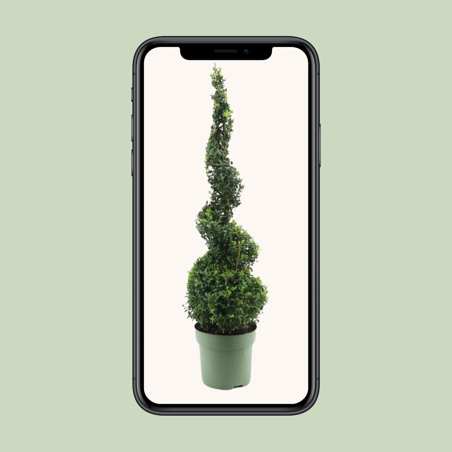 Buchsbaum Spiral 90 cm – Pflegeleichter Gartenklassiker