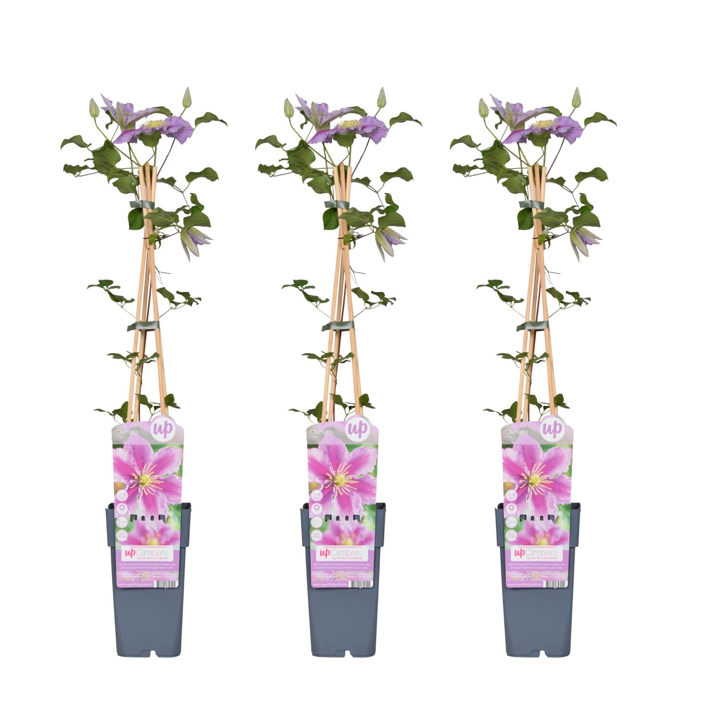 3x Clematis Piilu – Pflegeleichte blühende Kletterpflanze Ø15cm