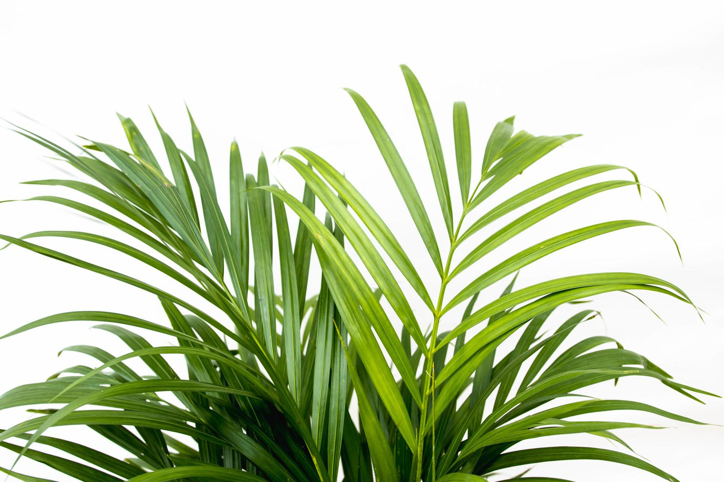 Dypsis Lutescens (Areca-Palme) 150 cm – pflegeleicht & robust