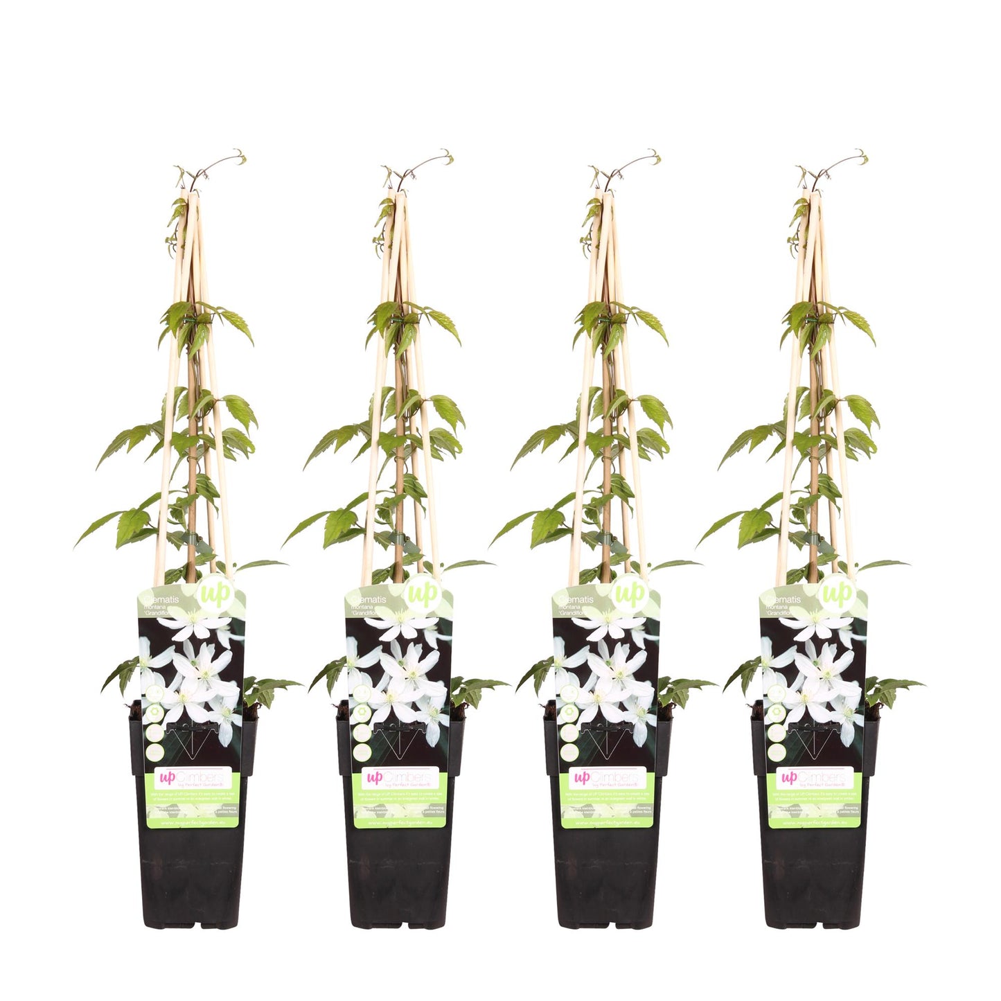 4x Clematis Montana 'Grandiflora' – Duftende Kletterpflanze Ø15cm