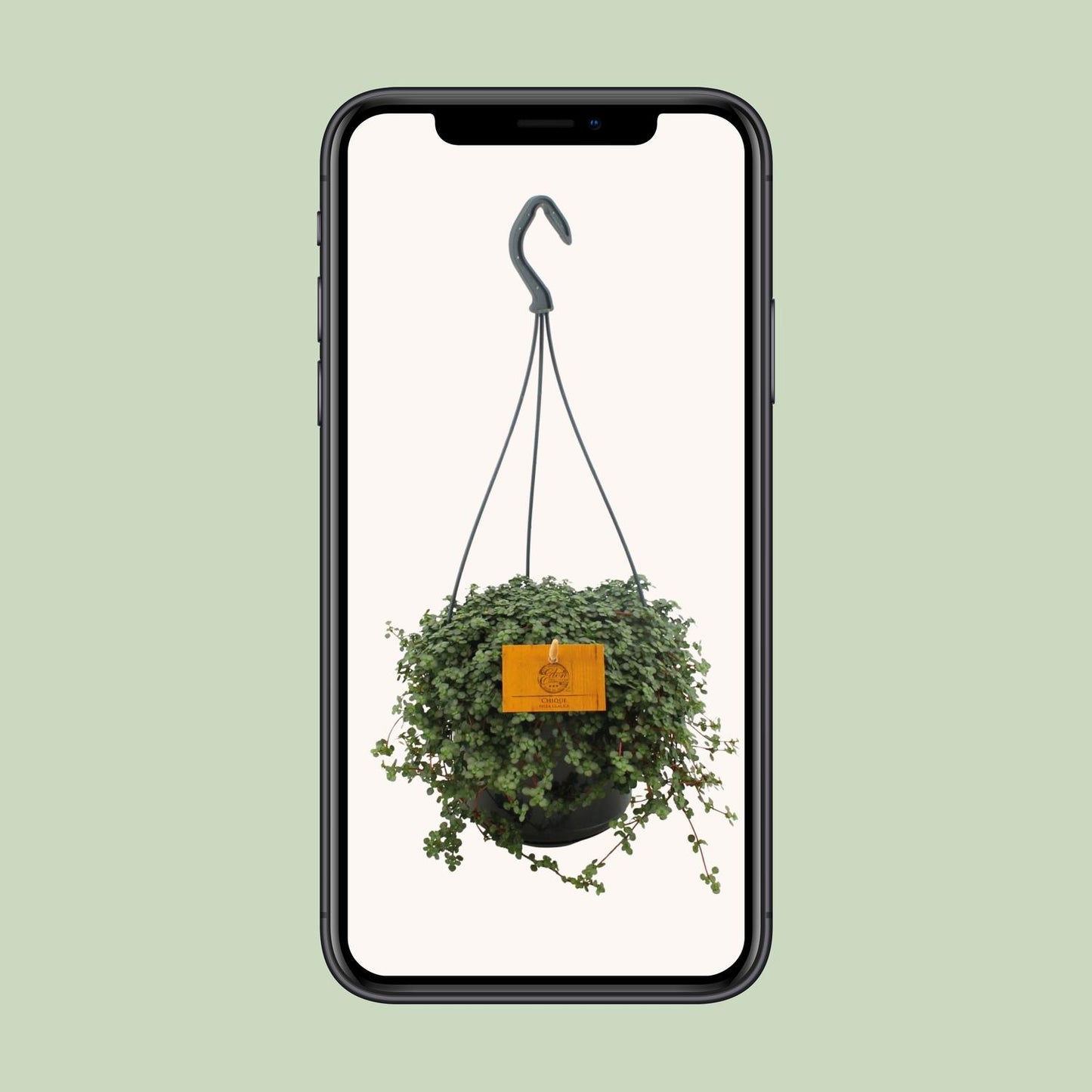 Pilea Glauca – Pflegeleichte Artilleriepflanze 15 cm