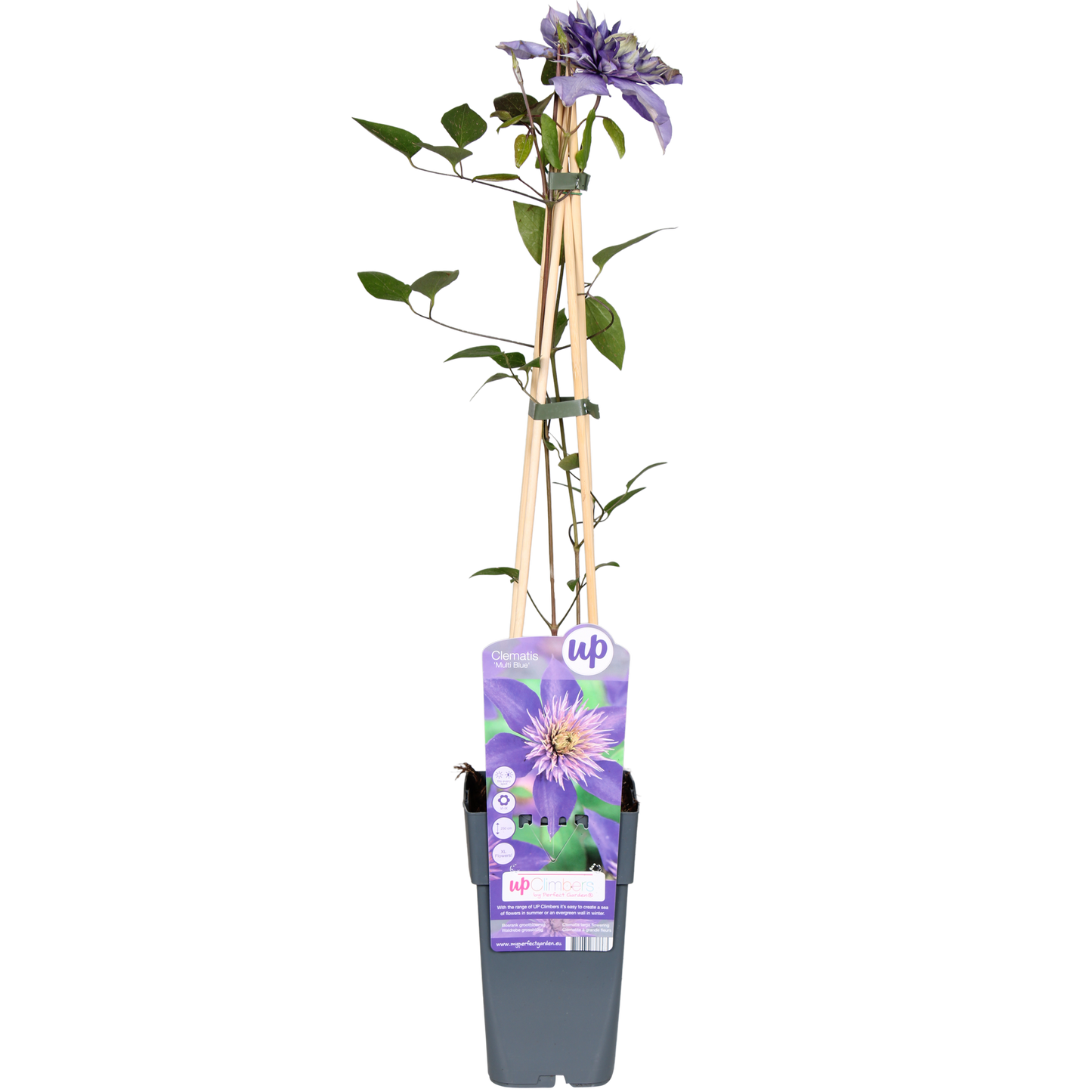 Clematis Multi Blue – Blühende, pflegeleichte Kletterpflanze Ø15cm