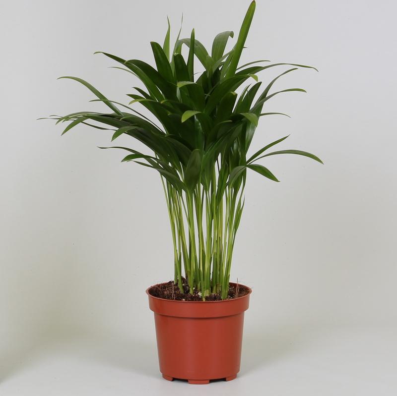 Areca Dypsis – Pflegeleichte luftreinigende Zimmerpflanze Ø12cm