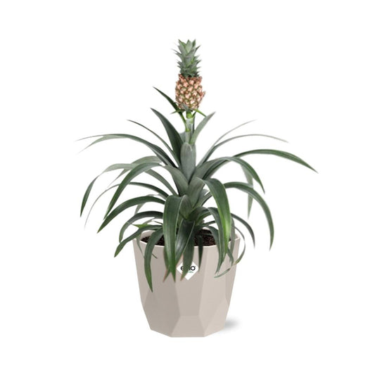Ananas Mi Amigo Zimmerpflanze in ELHO b.for rock 14 cm warm grey