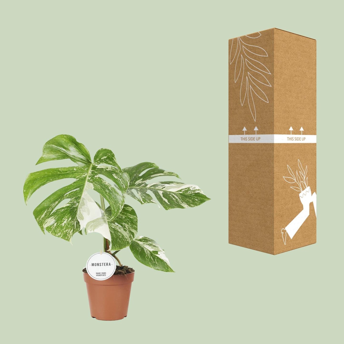 Monstera Deliciosa Variegata – Pflegeleichte Trendpflanze Ø15cm