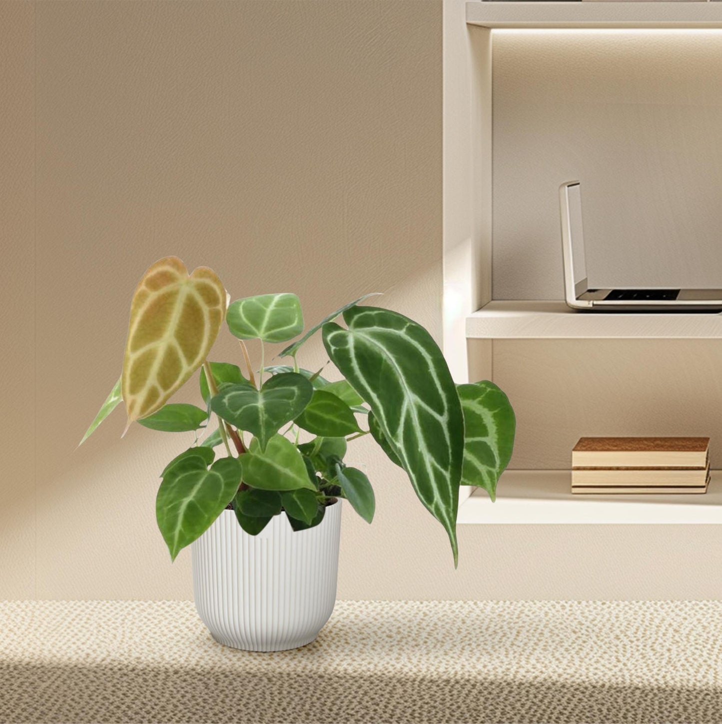 Anthurium Chrystallium – Elegante Zimmerpflanze 35 cm