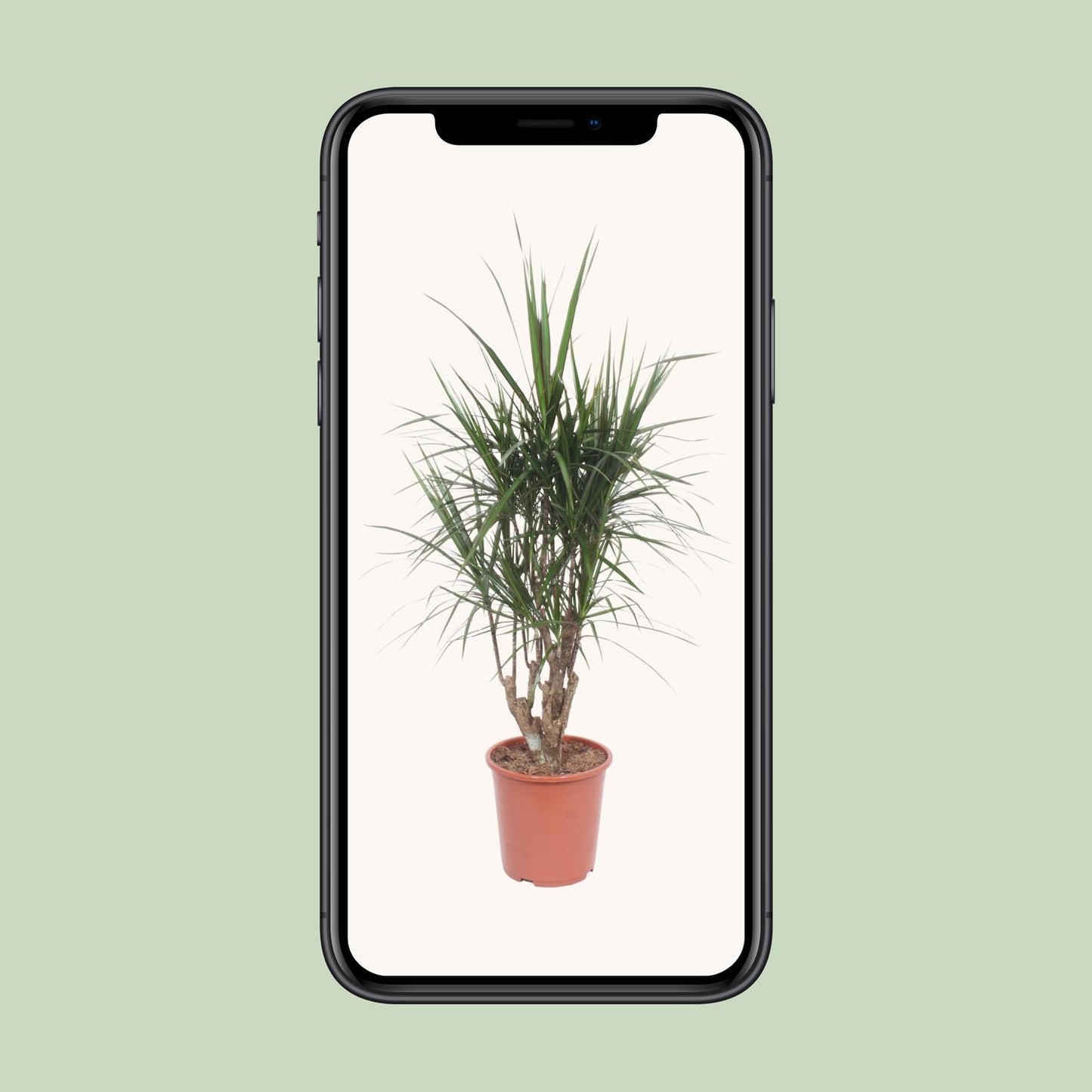 Dracaena Marginata – pflegeleichter Drachenbaum Ø27cm, 130cm hoch