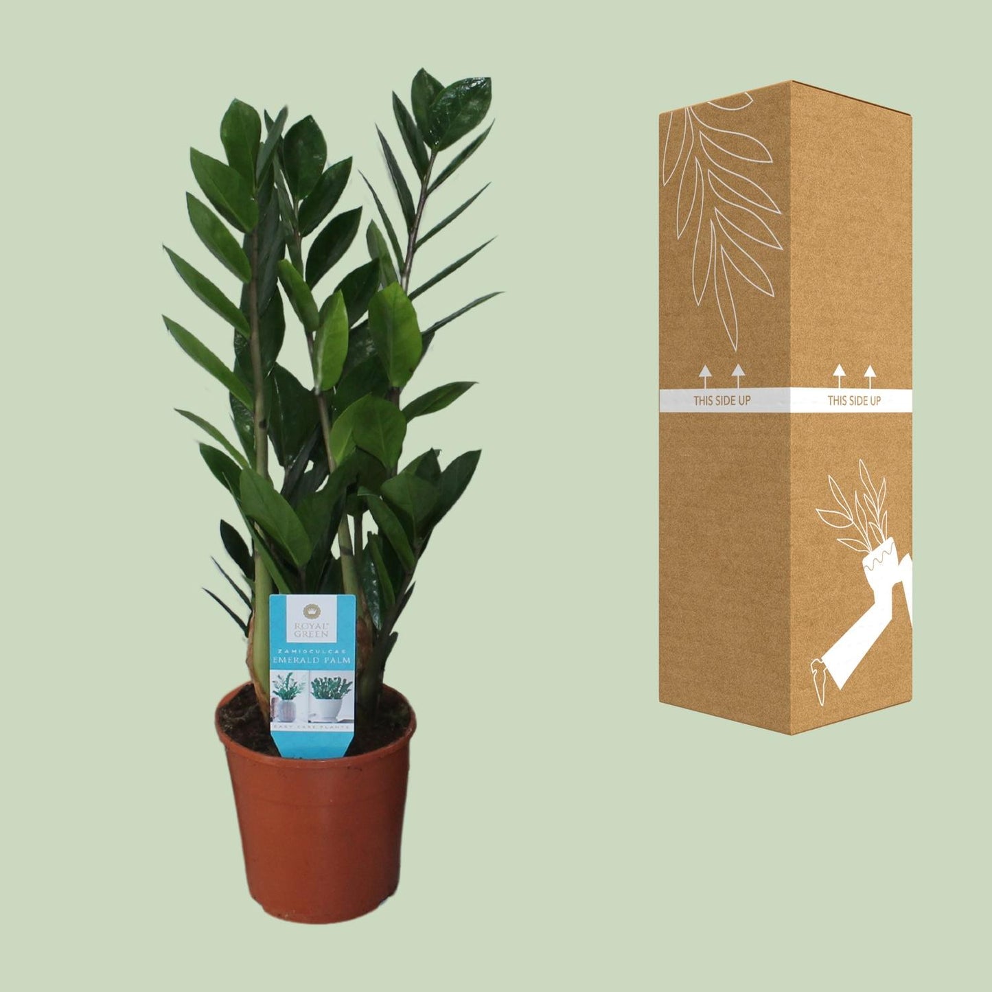 Zamioculcas Zamiifolia Ø14cm – Pflegeleichte Zimmerpflanze