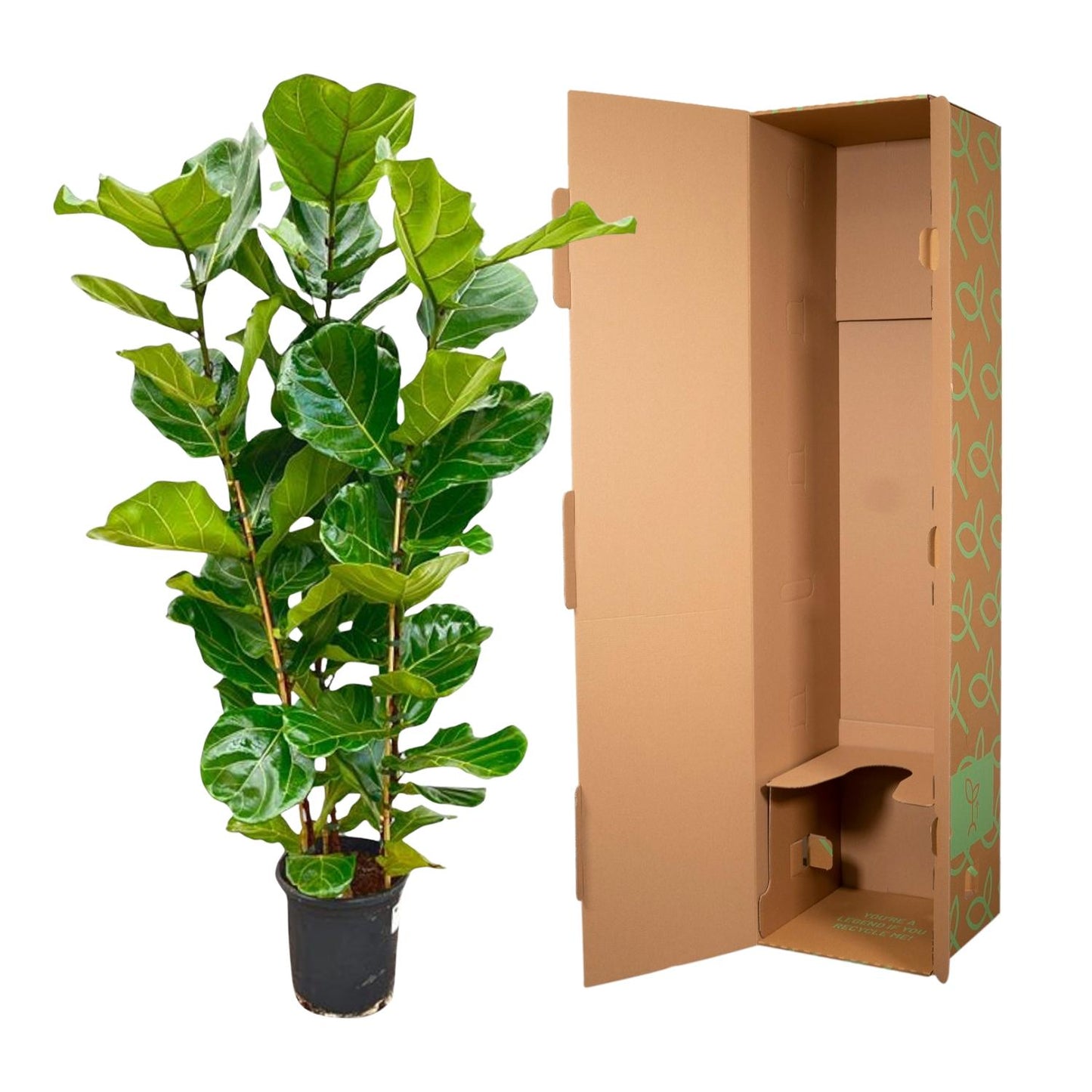 Ficus Lyrata (Geigenfeige) – 155 cm, Ø 27 cm, pflegeleicht