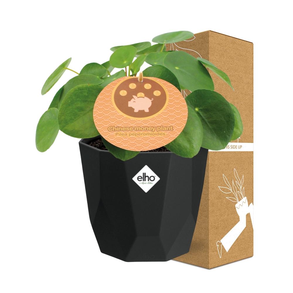 Pilea Peperomioides 12cm im schwarzen 14cm Topf