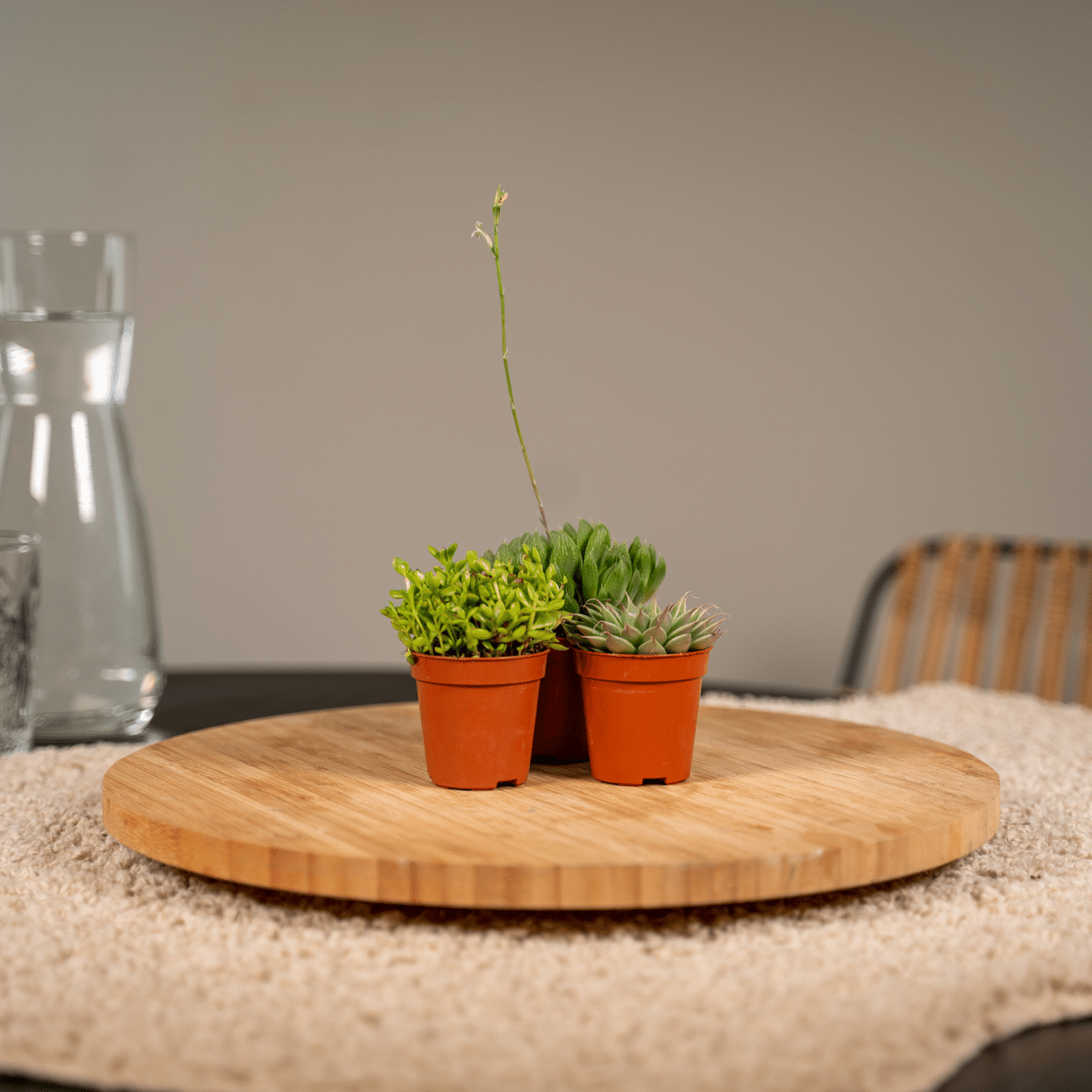 Sukkulenten Mix – 10 pflegeleichte Pflanzen Ø 5,5 cm