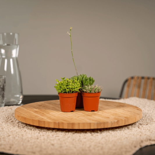 Sukkulenten Mix – 10 pflegeleichte Pflanzen Ø 5,5 cm