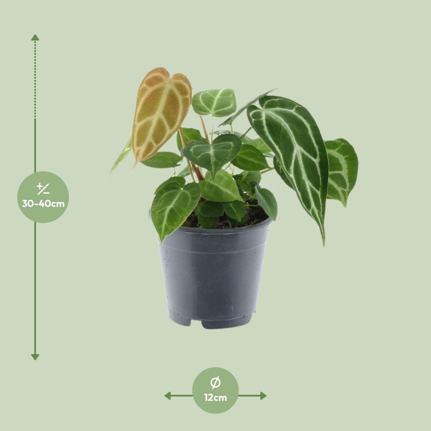 Anthurium Crystallinum – Elegante, pflegeleichte Zimmerpflanze Ø12cm
