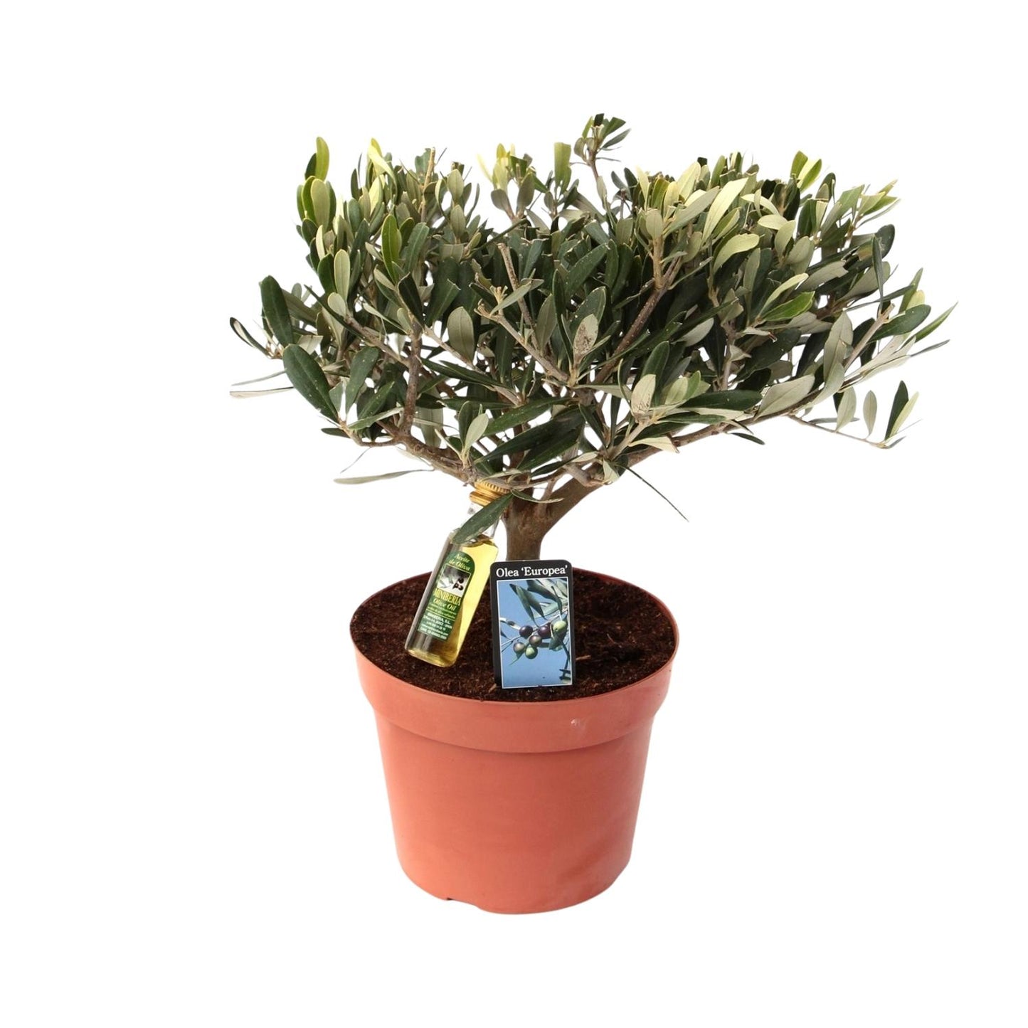 Olea Olijf – Pflegeleichte Olivenpflanze Ø15 cm