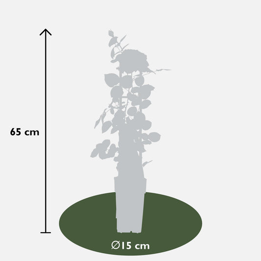 3er Set Rosa Mix – ca. 65 cm, Ø 15 cm