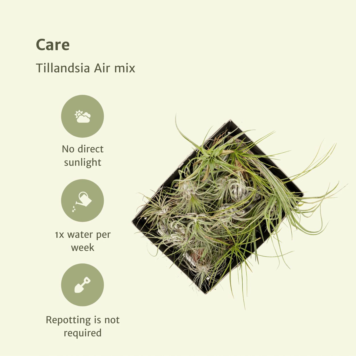 Tillandsia Air Mix – 5 pflegeleichte Luftpflanzen 6 cm