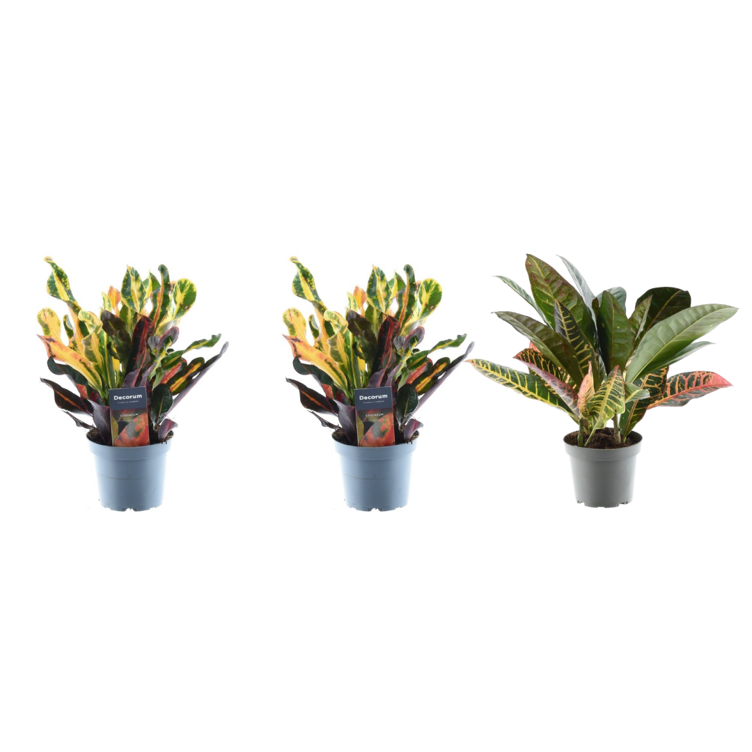 3x Croton Codiaeum Mix – 30 cm, Ø 12 cm – Bunte Zimmerpflanze