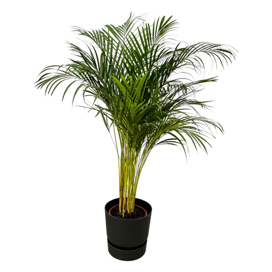 Areca-Palme 130 cm im elho Greenville Round Topf Ø24 cm