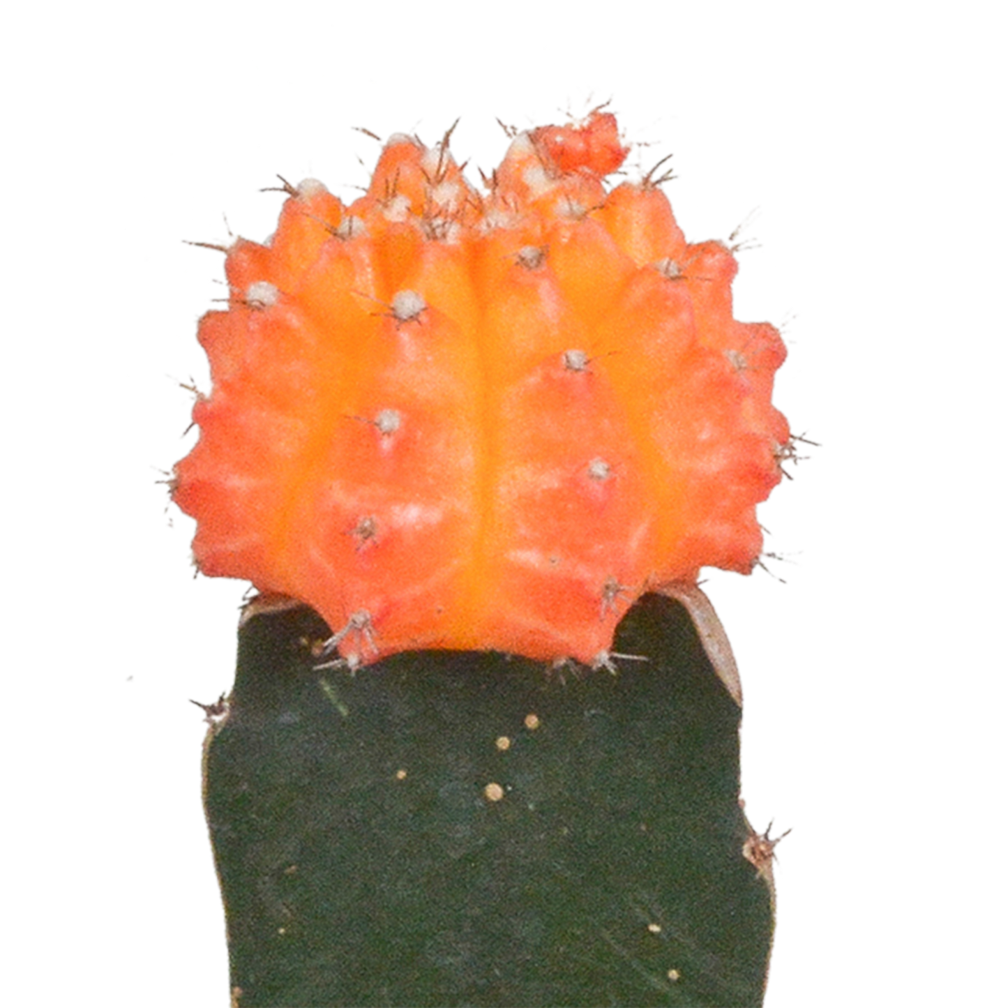 Gymnocalycium Mix – Farbenfrohe veredelte Sukkulenten 3er Set
