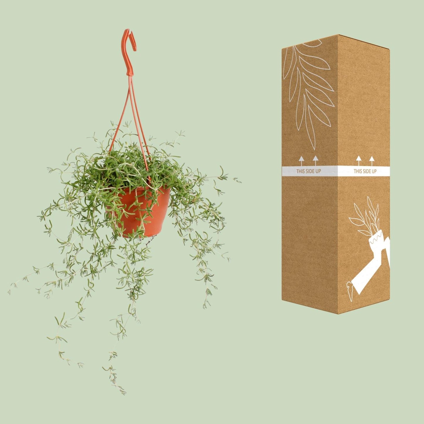 Senecio Twinkle Little Star – Pflegeleichte Zimmerpflanze Ø12cm