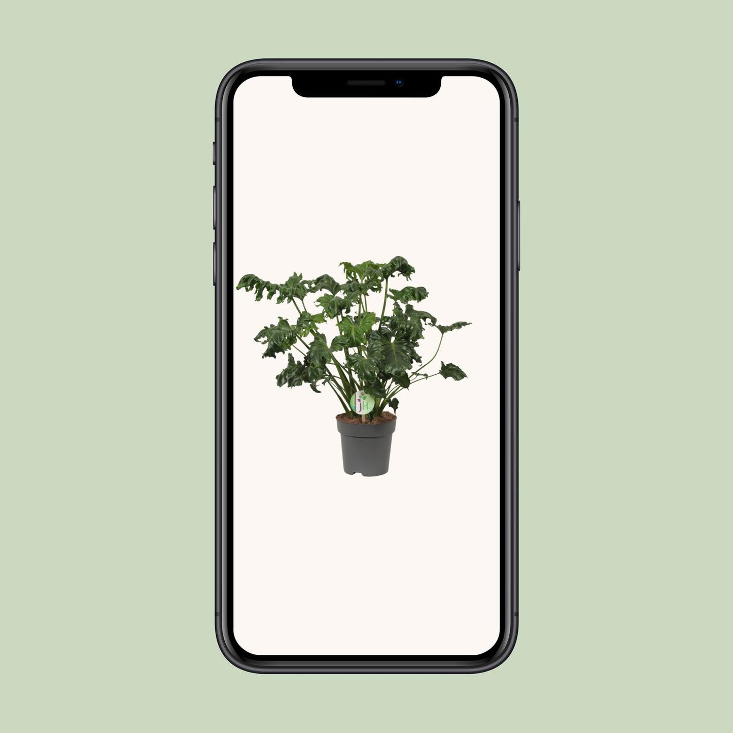 Philodendron Atlantis – Pflegeleichte Zimmerpflanze Ø17cm