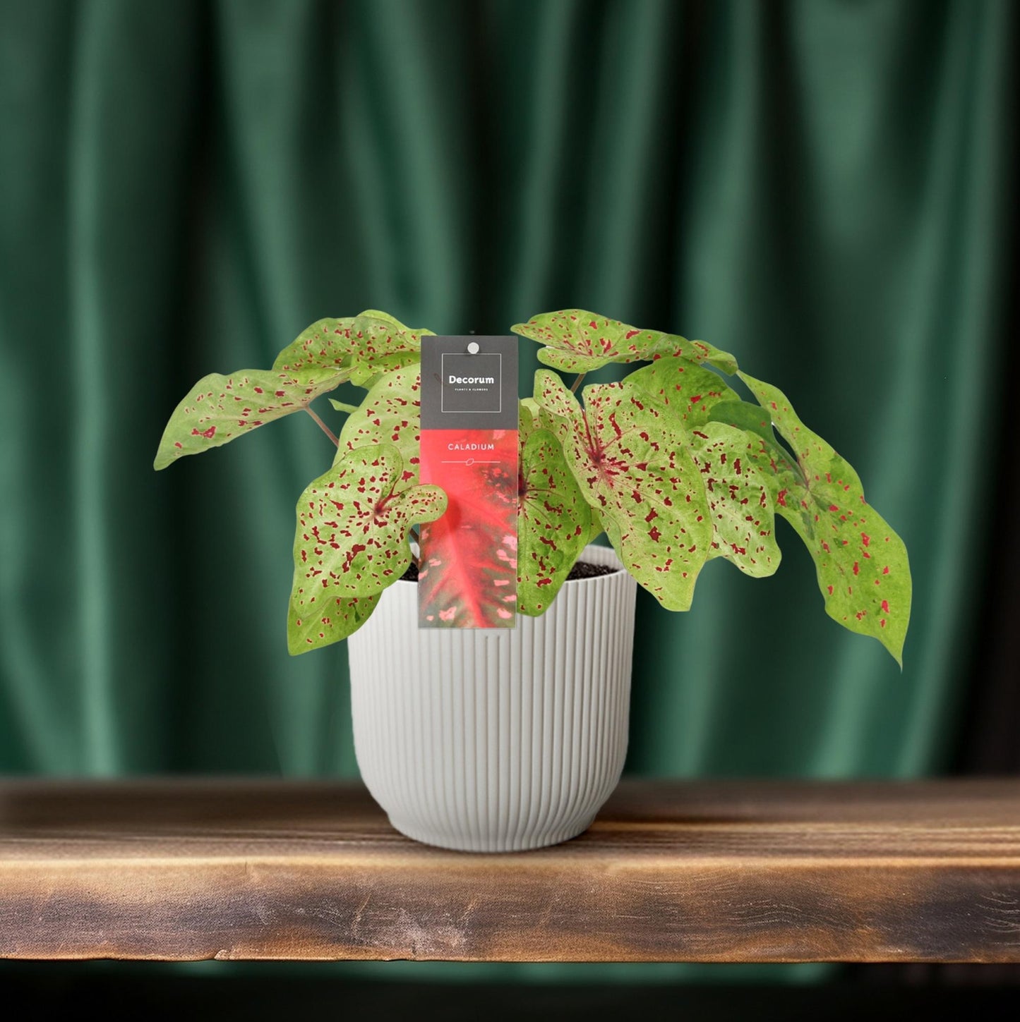 Caladium Miss Muffet – Pflegeleichte Engelsspitze Ø12cm