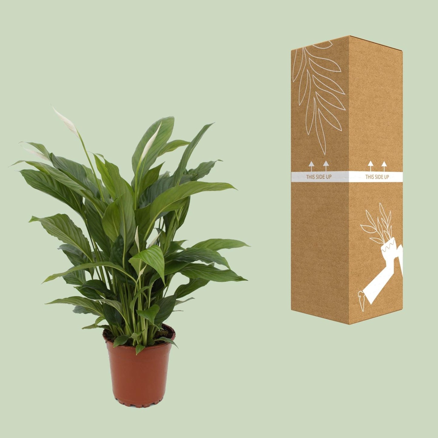 Spathiphyllum Torelli – Pflegeleichte Friedenslilie Ø17cm