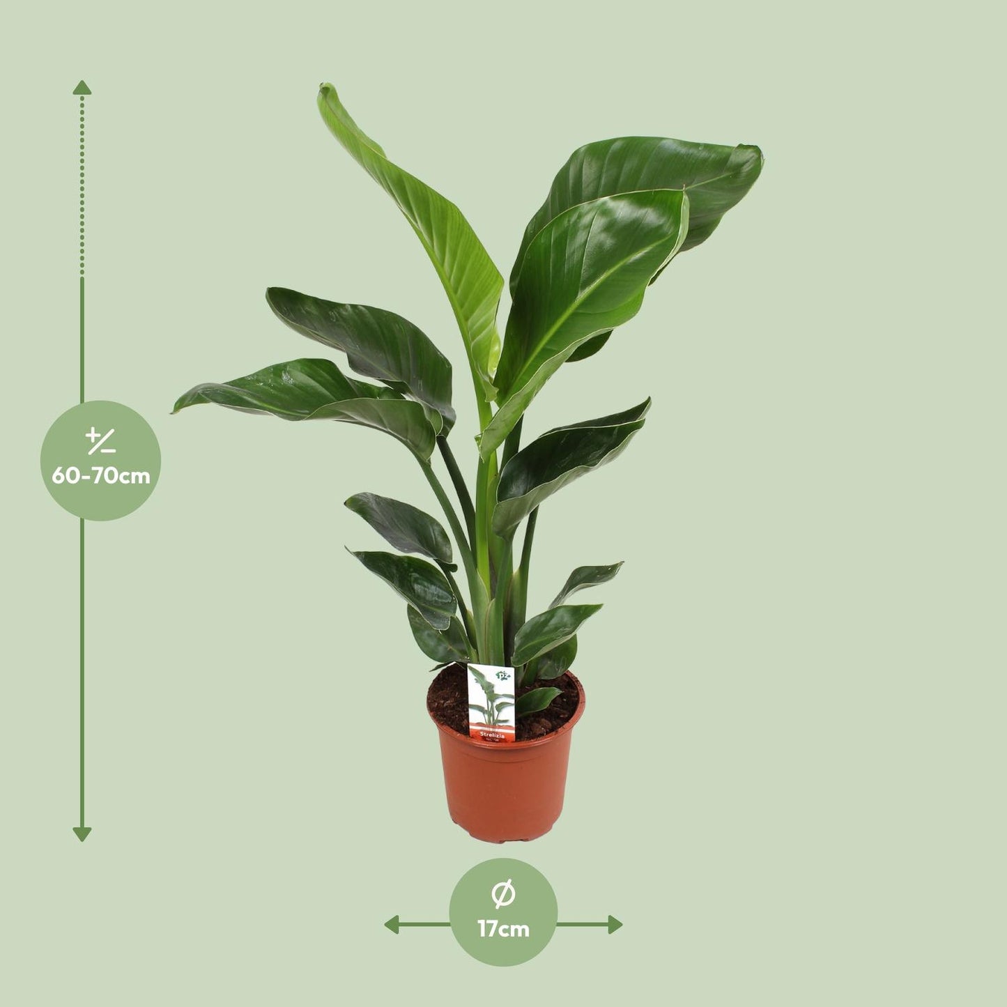 Strelitzia Nicolai – Paradiesvogelblume Ø17cm, ca. 70cm hoch