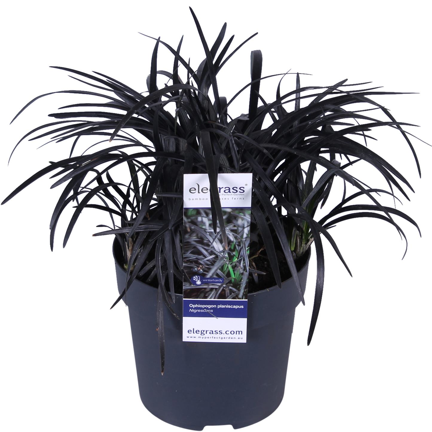 Ophiopogon planiscapus Nigrescens – Schwarzes Ziergras Ø14cm