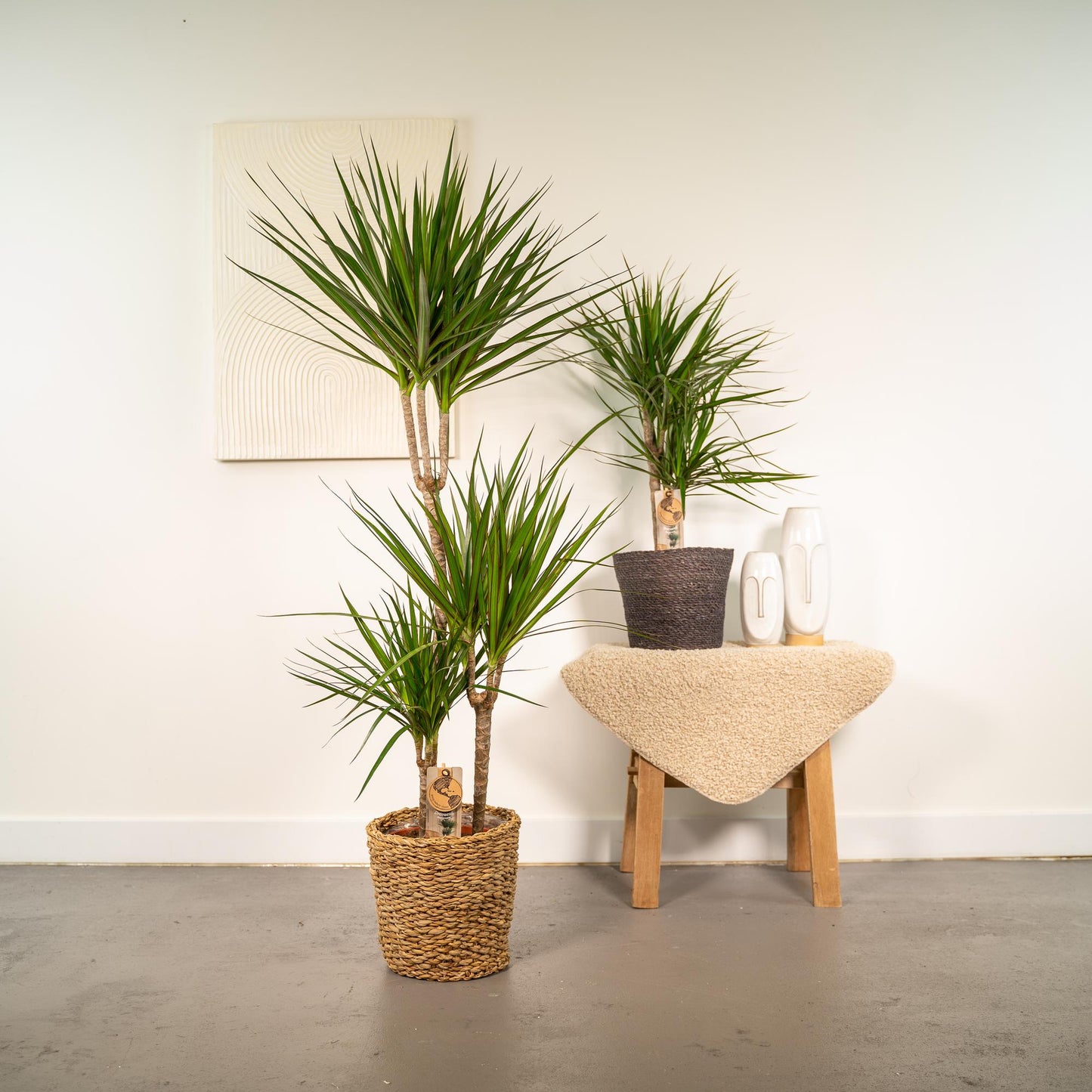 Dracaena Zimmerpflanzen-Set – 120 cm & 70 cm, pflegeleicht