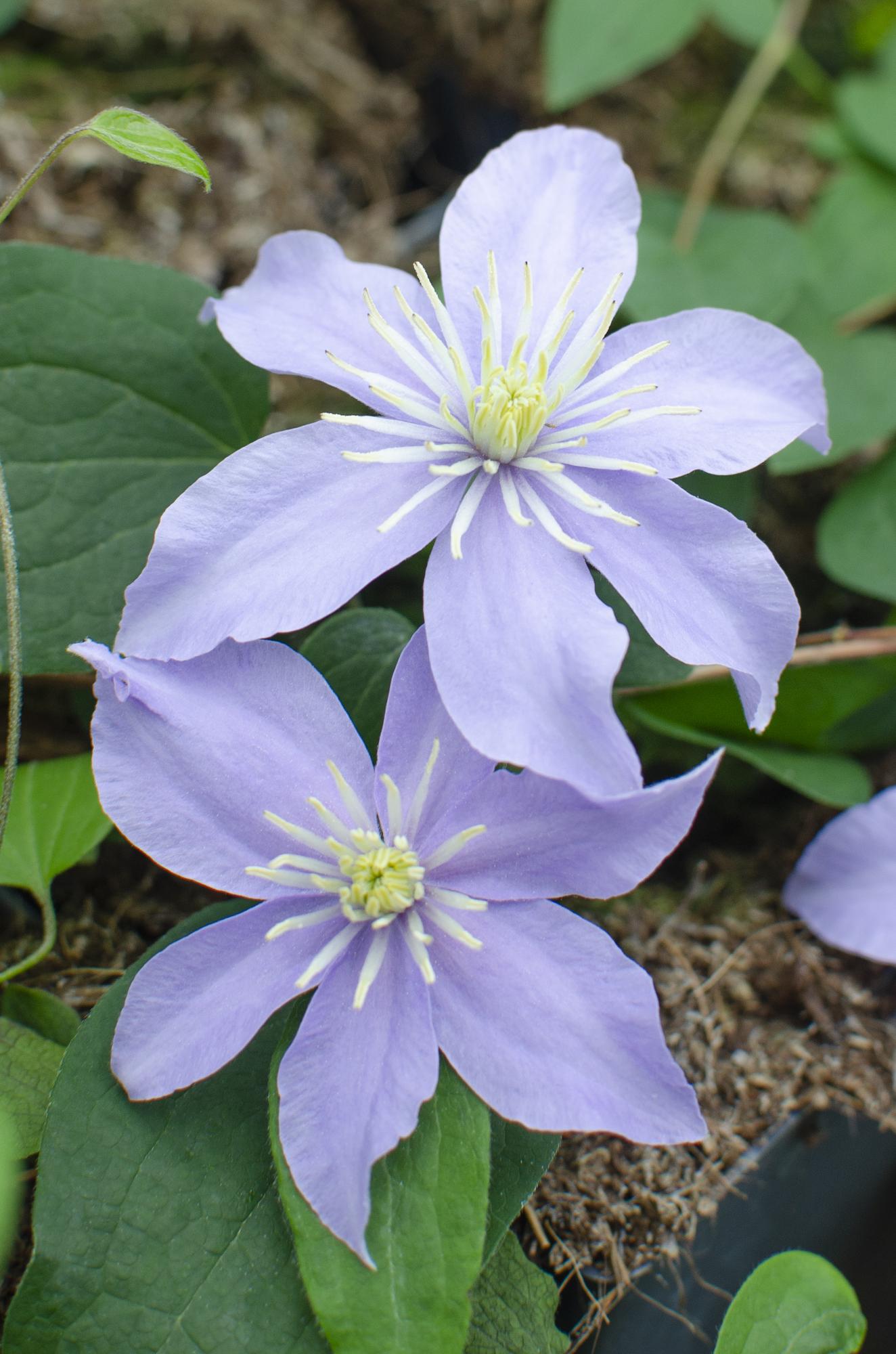 4x Clematis Justa – Blühende Kletterpflanze Ø15cm, 65cm hoch