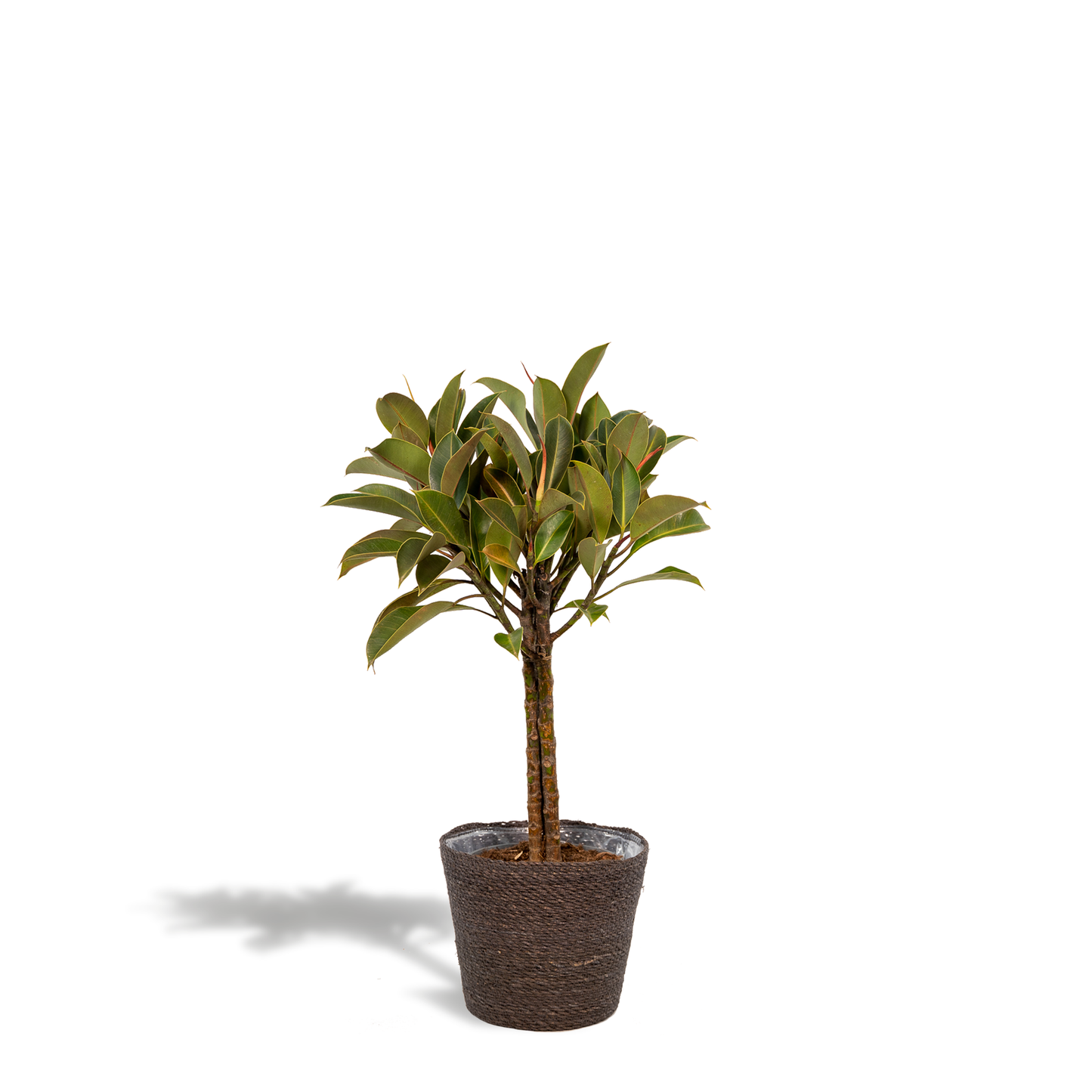 Ficus elastica Melany – Pflegeleichter Gummibaum im Korb, 90 cm