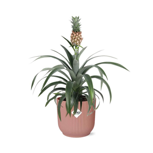 Ananas-Pflanze 'Mi Amigo' in ELHO Vibes Fold 14cm rosa