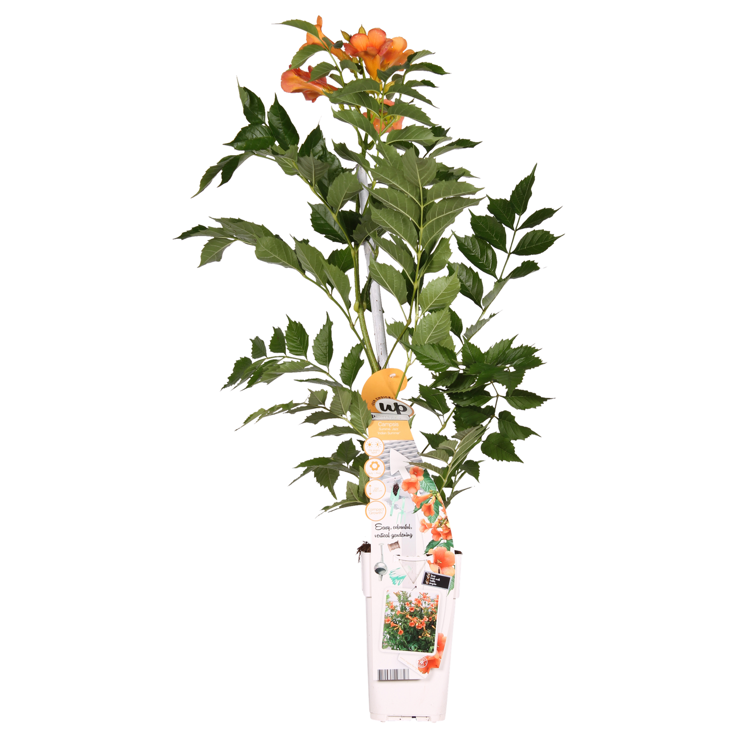 Trompetenblume 'Indian Summer' – Leuchtend orange, Ø15cm, 65cm hoch