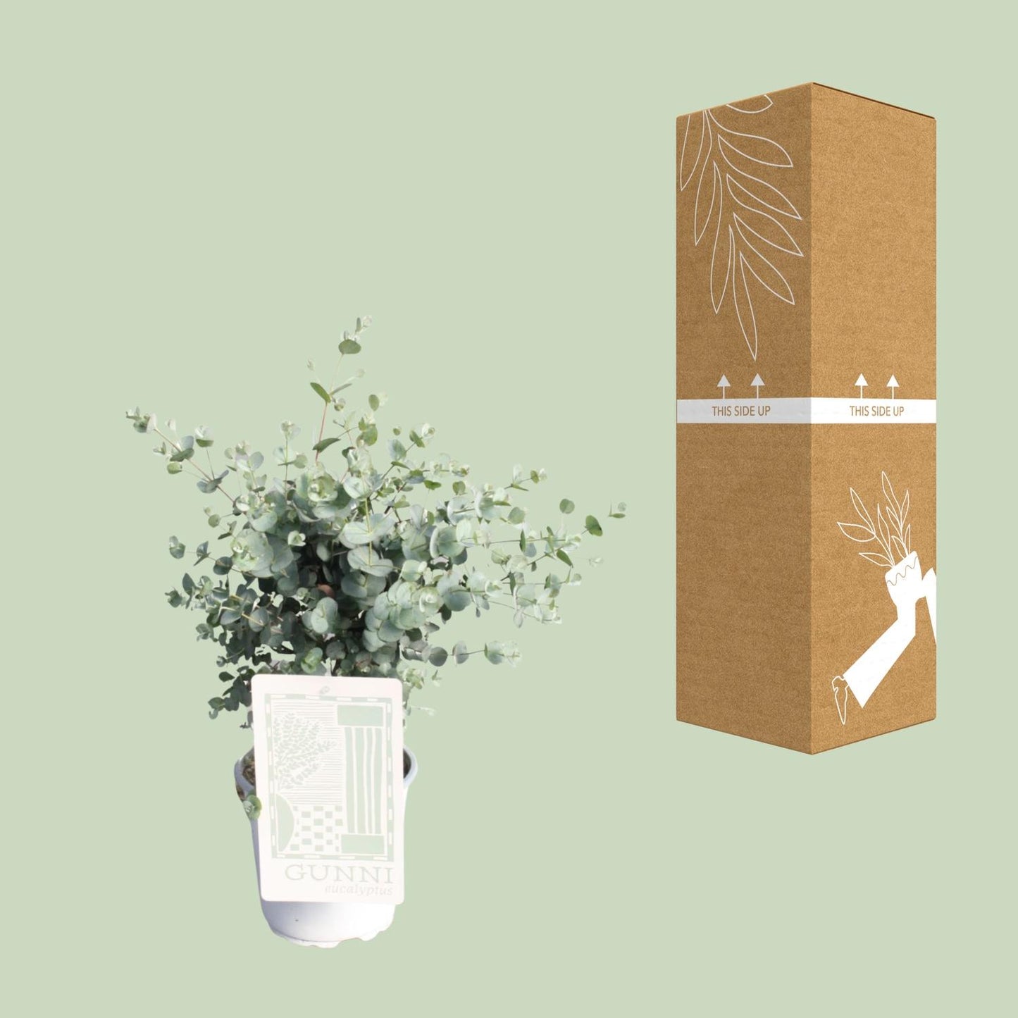 Eukalyptus im Ø17cm Topf – Pflegeleicht & Aromatisch