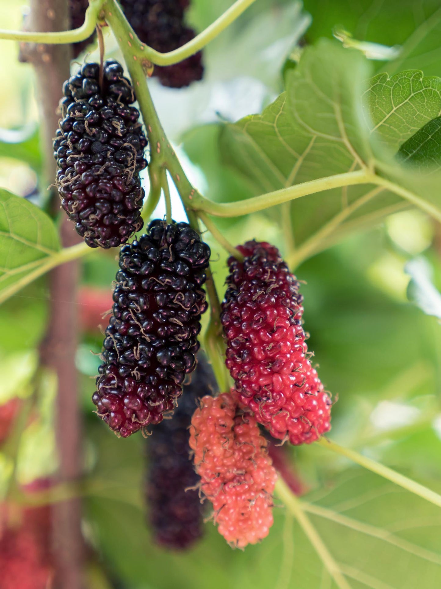 Schwarze Maulbeere 'Mulle' – Pflegeleichter Obststrauch Ø13cm